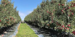 Apple Orchard